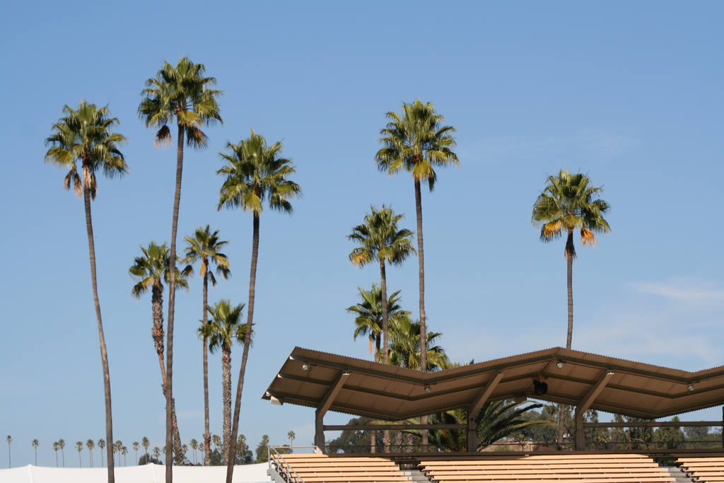 Dodger Stadium Palm Trees